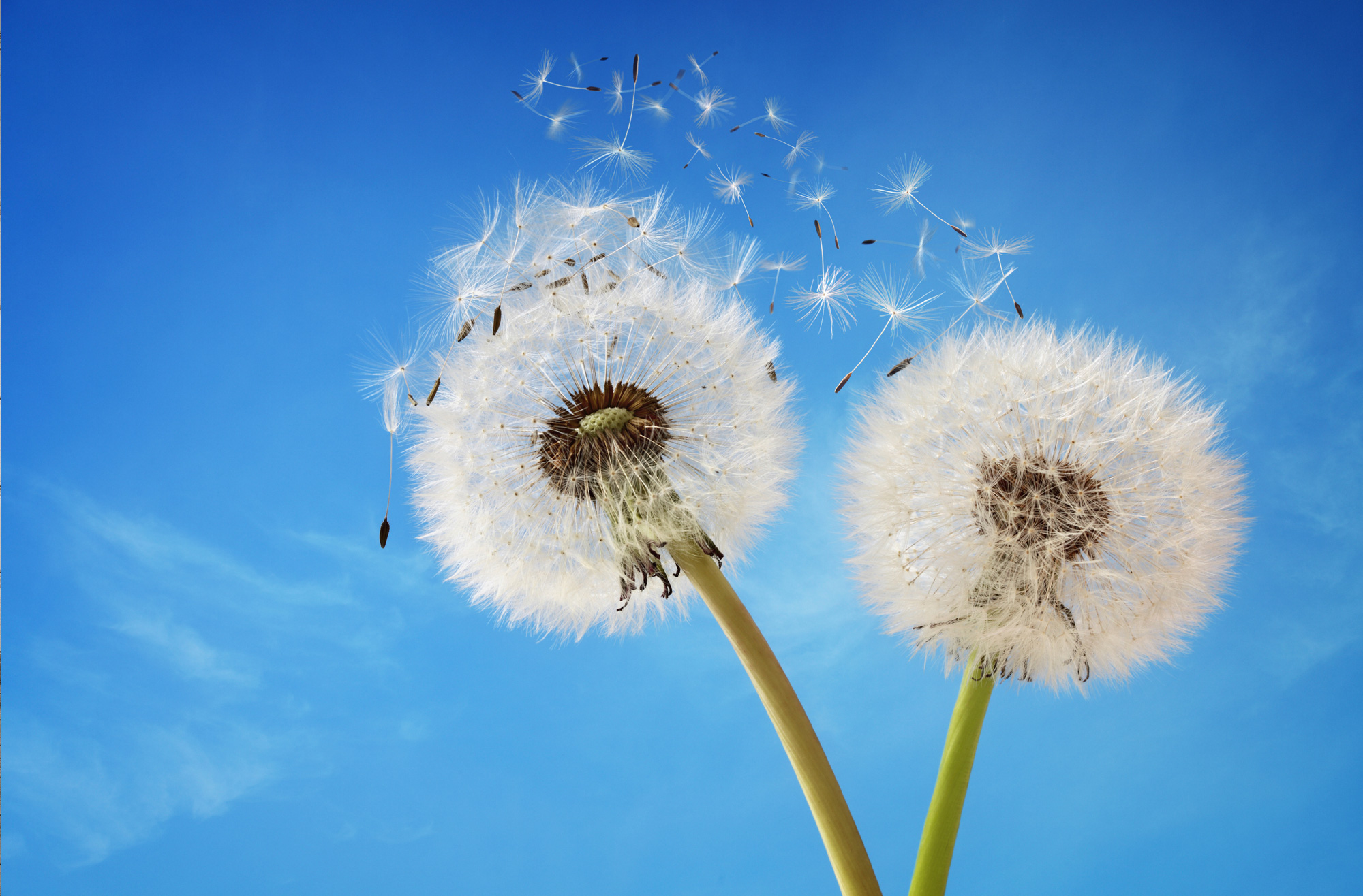dandelion